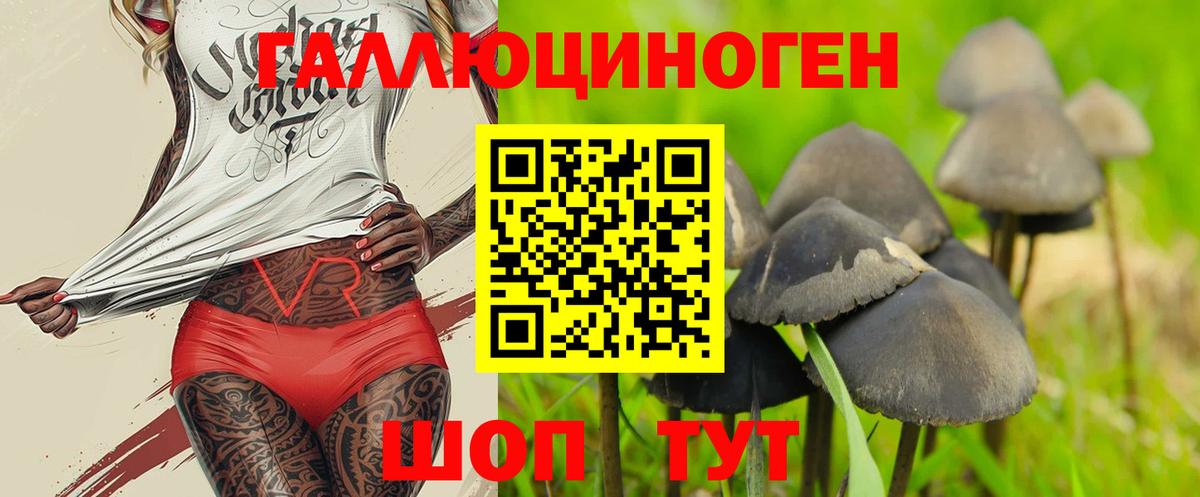 Псилоцибиновые грибы Psilocybe Всеволожск